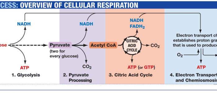 Pogil glycolysis and the krebs cycle