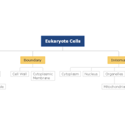 Eukaryotic organelles nucleus plasma