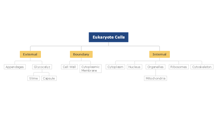 Eukaryotic organelles nucleus plasma