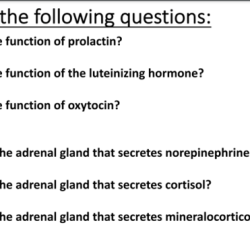 Endocrine system exam questions pdf