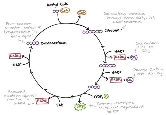 Pogil glycolysis and the krebs cycle