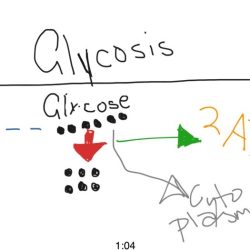 Pogil glycolysis and the krebs cycle