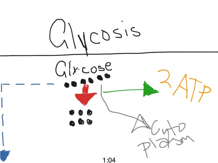 Pogil glycolysis and the krebs cycle