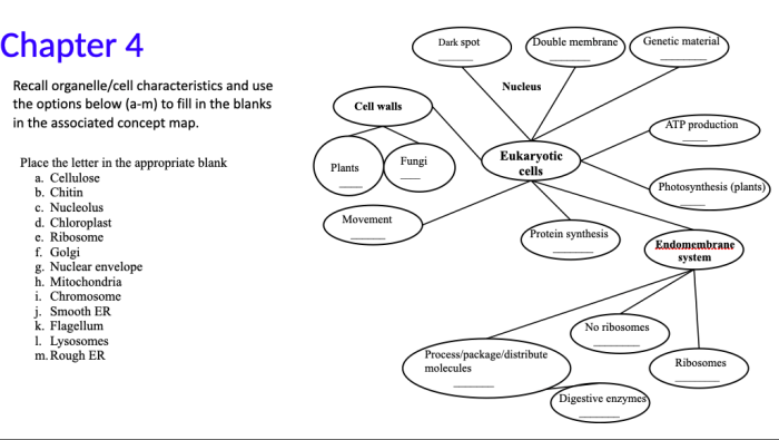 Eukaryotic cell components concept map